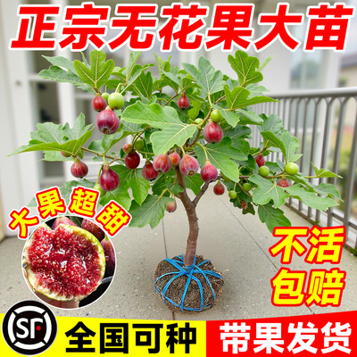 无花果树果苗特大果当年结果