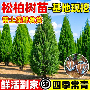 柏树树苗大塔柏扁柏松柏侧柏圆柏松树宝塔松龙柏刺柏蜀桧长青耐寒