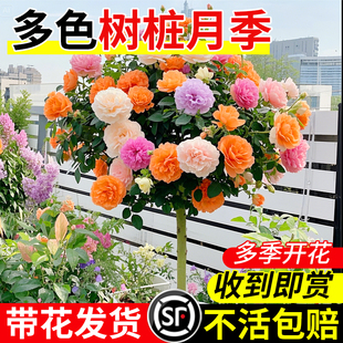多色棒棒糖树桩月季 花卉植物盆栽玫瑰花树苗 花苗开花室外庭院月季