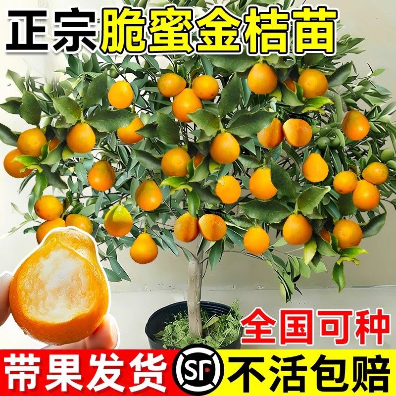 正宗脆蜜金桔树树苗四季广西脆皮可食用果树橘子树盆栽阳台水果苗,鲜花速递/花卉仿真/绿植园艺,藤本/攀援植物,淘宝优惠券,粉丝福利购,淘宝优惠卷