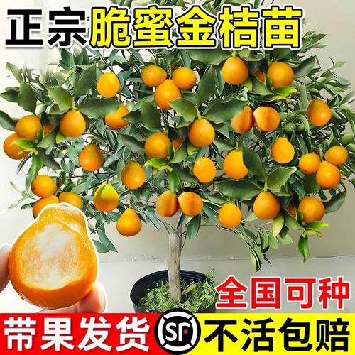 金桔树苗四季可食用盆栽