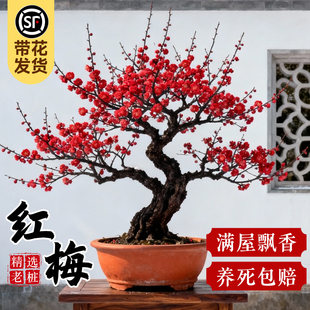 红梅花盆栽树苗原生老桩盆景阳台庭院绿植物浓香花卉耐寒四季腊梅