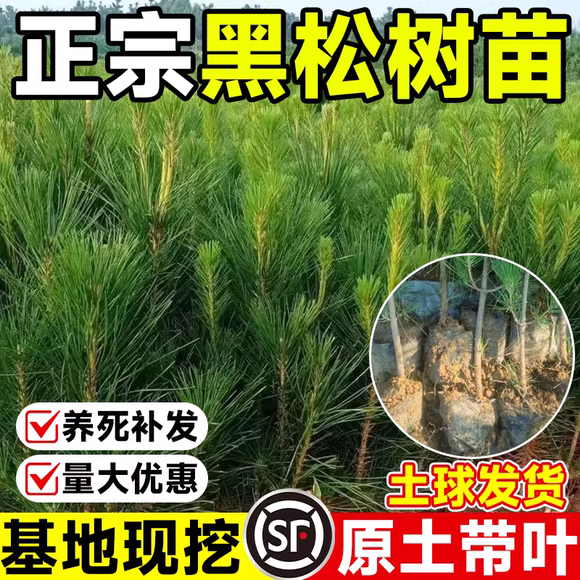 黑松苗黑松树苗黑松小苗雪松树苗绿化苗四季常青盆景造型素材苗