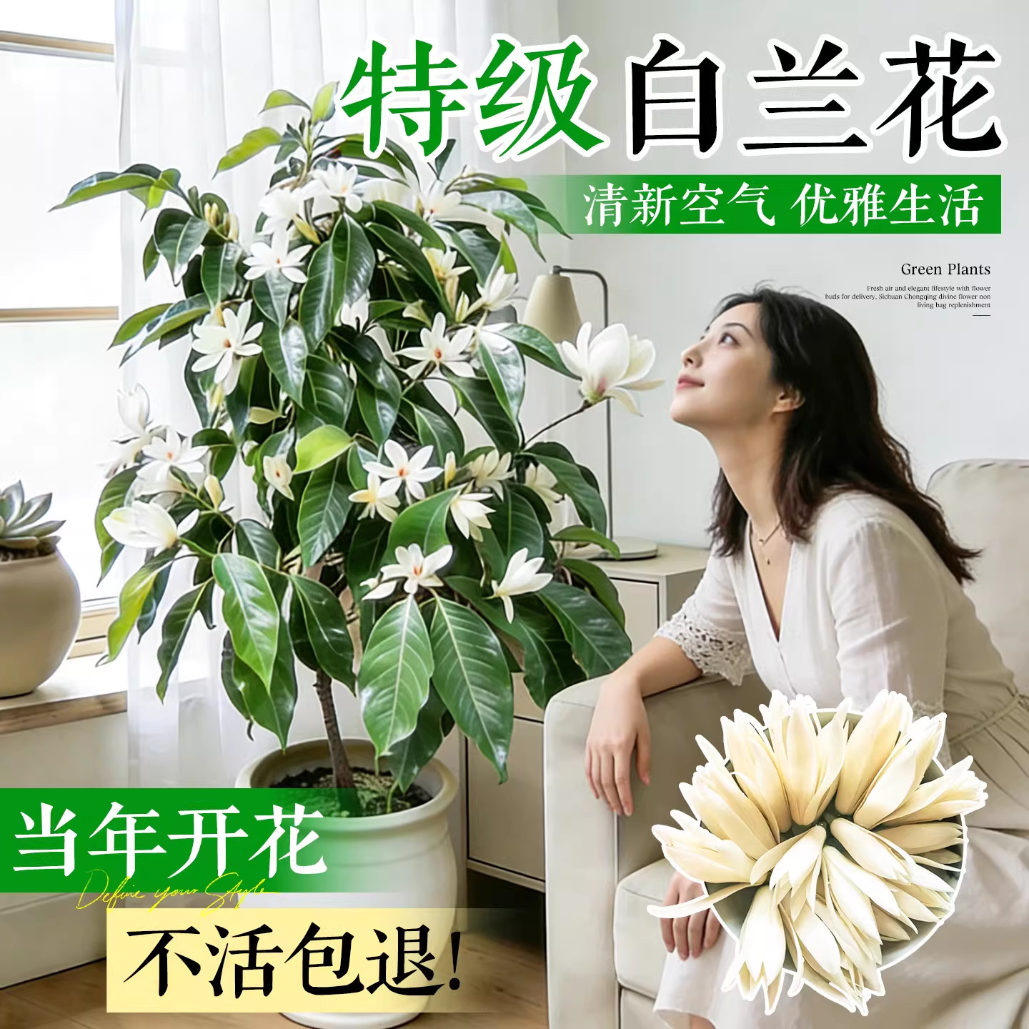 白兰花大树苗玉兰花带花苞矮化老桩盆栽紫黄角兰好养开花卉绿植物,鲜花速递/花卉仿真/绿植园艺,绿植,淘宝优惠券,粉丝福利购,淘宝优惠卷