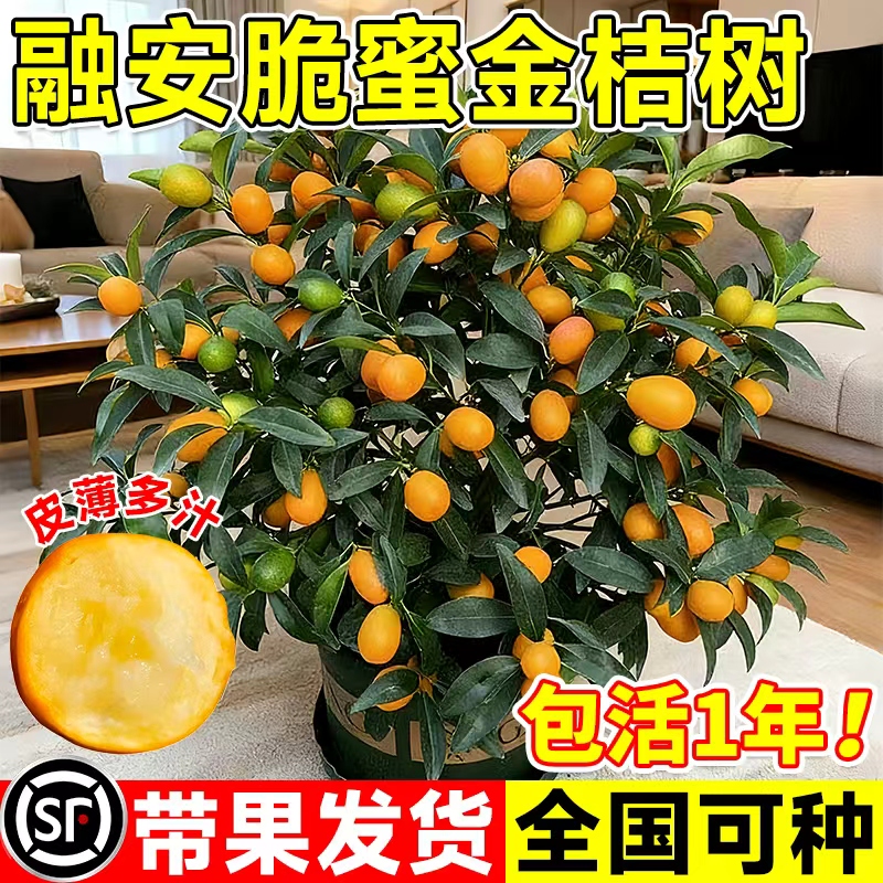 金桔树苗四季可食用盆栽