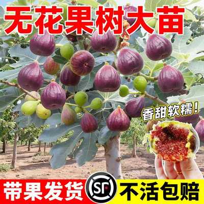 无花果树果苗特大果盆栽树苗