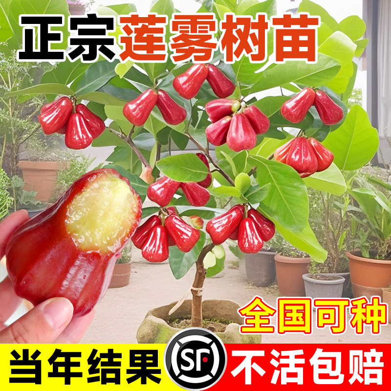 正宗黑金刚莲雾果苗新鲜嫁接特大水果苗种植庭院带叶果苗四季结果,鲜花速递/花卉仿真/绿植园艺,果树,淘宝优惠券,粉丝福利购,淘宝优惠卷