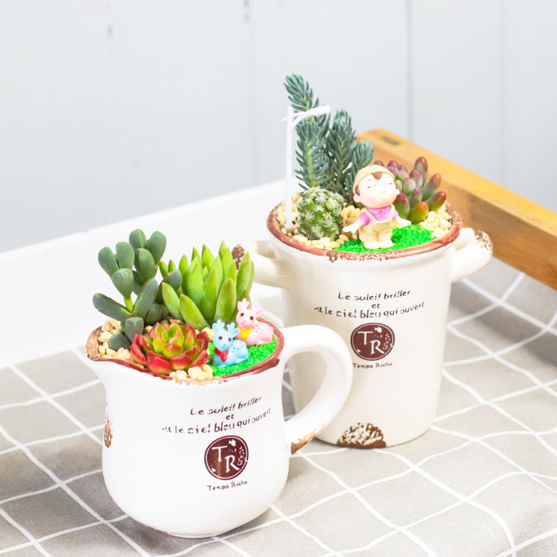 多肉组合陶瓷套餐多肉植物组合盆栽套餐含盆含土多肉DIY材料包邮