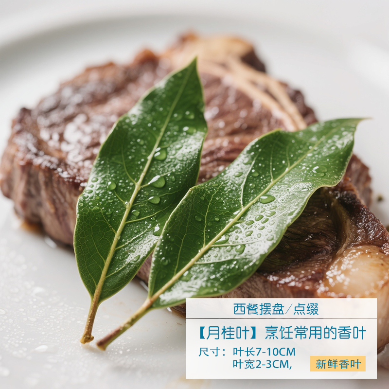 新鲜正宗月桂叶地中海月桂小月桂清香叶西餐牛排摆盘配材树叶装饰
