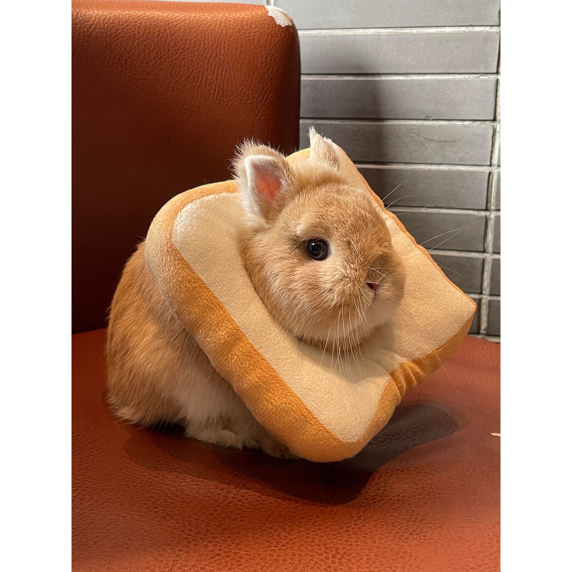 兔子伊丽莎白圈宠物兔兔猫咪项圈绝育防舔咬可爱脖圈吐司面包围脖
