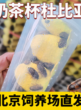 北京发货杜比亚蟑螂活体蜥蜴饲料
