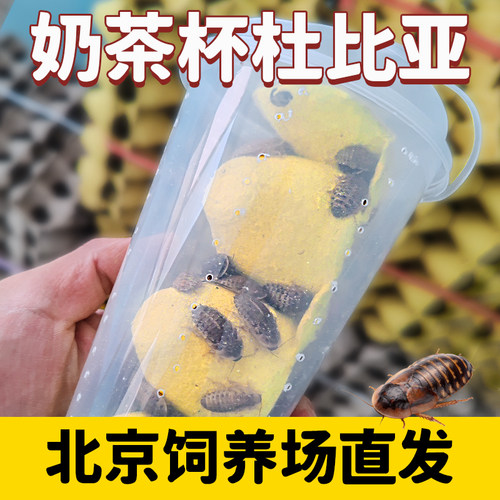 北京发货杜比亚蟑螂活体蜥蜴饲料
