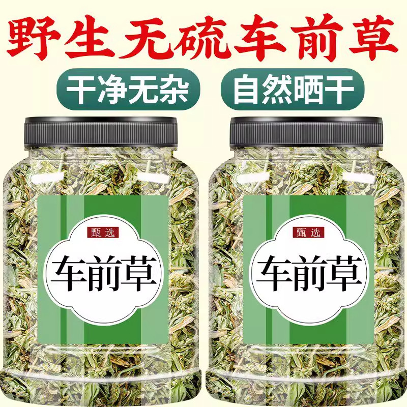 车前草野生干货官方旗舰店中药野生中药材正品泡水喝的功效与作用