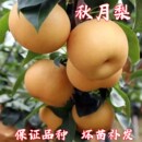 正宗秋月梨树果苗嫁接苗翠冠梨活苗雪梨丰水库尔勒香梨苗沙梨树苖