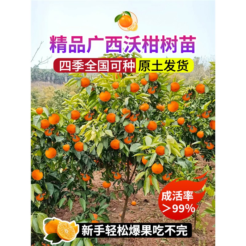 广西沃柑树苗正宗武鸣无核
