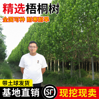 法国梧桐树悬铃木苗大庭院