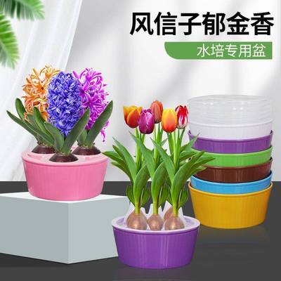 郁金香种球专用花盆n风信子水培器皿5孔栽5颗郁金香庭院植物器皿