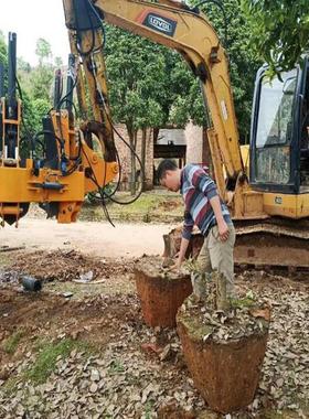 带土球起树机 瓣式挖树机 绿化带挖树机 履带式挖树机 大型移树机