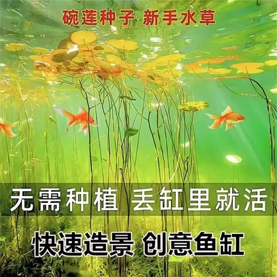 碗莲种籽子开口睡莲水培植物荷花盆栽水养四季莲花室内外花卉绿植