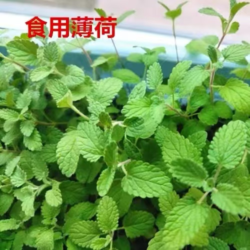 猫薄荷种子可食用薄荷种子驱蚊驱虫四季室内阳台盆栽猫薄荷种籽孑