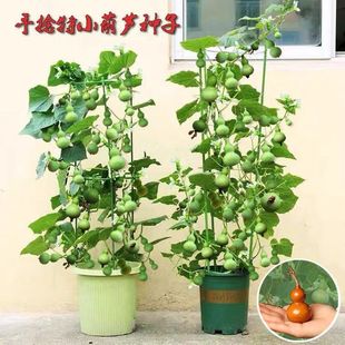 播小葫芦 盆栽特小葫芦种子手捻葫芦种子阳台观赏文玩金色葫芦四季