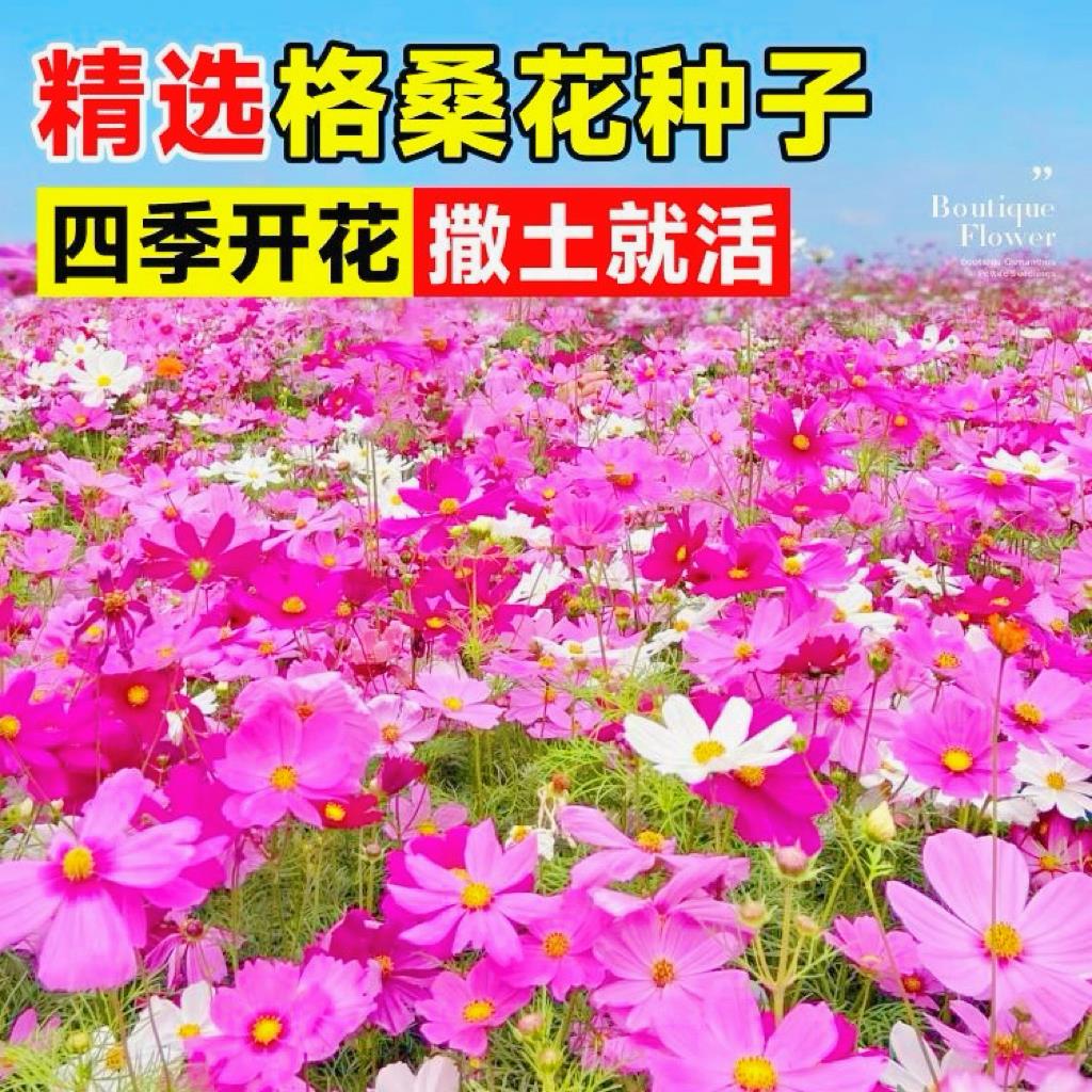波斯菊花种子格桑花种籽子七彩四季开花易活花籽庭院野花组合种孑