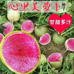 【北京满堂红】心里美水果萝卜一代杂交秋冬蔬菜红心青皮