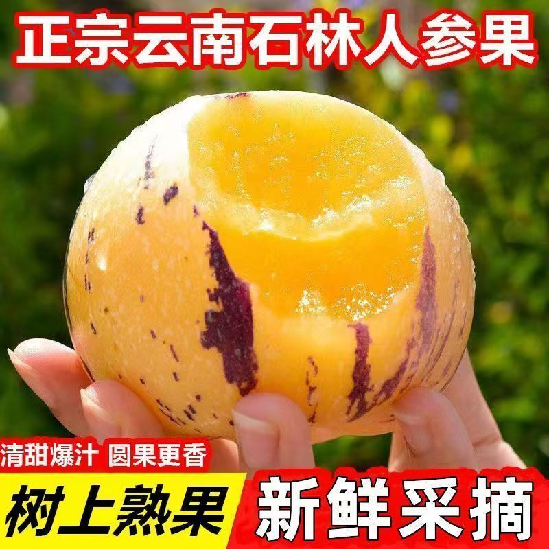 新鲜树上熟石林人参果清甜可口低糖应季现摘现发