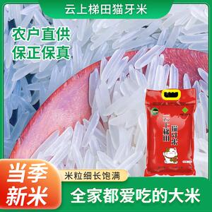 长粒猫牙米大米5kg现磨现发孩子爱吃新鲜真空云上梯田猫牙米 H