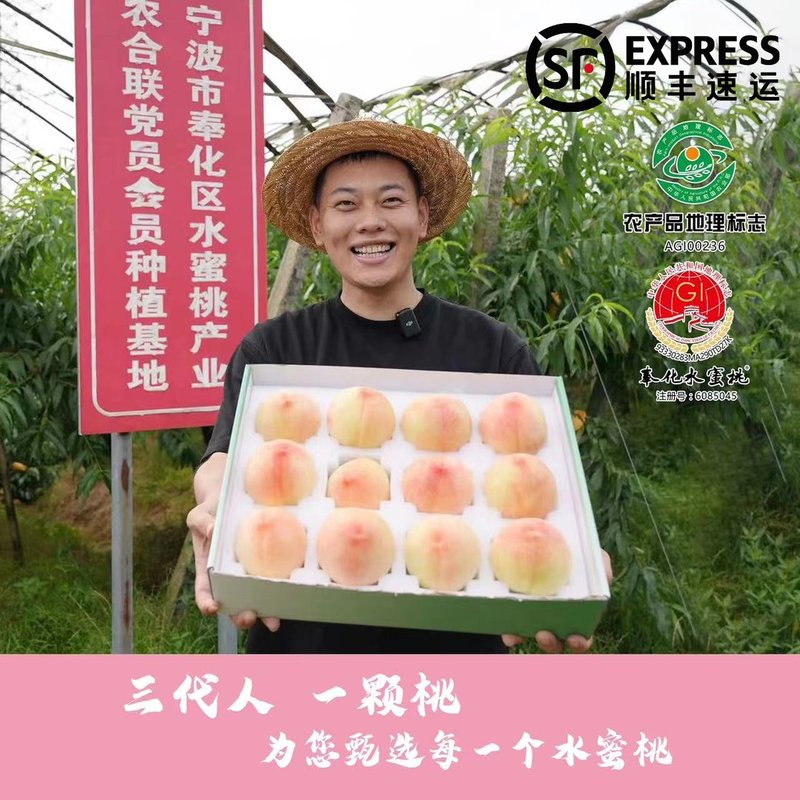 奉化水蜜桃白丽品种甄选家庭装12个装香甜爆汁新鲜顺丰发货