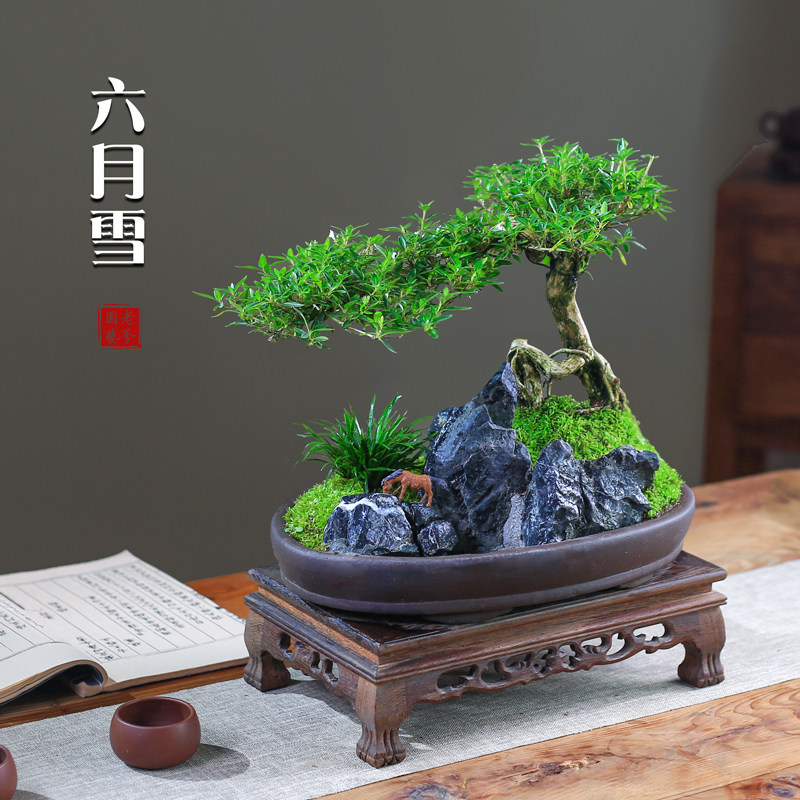 六月雪造型盆景花卉阳台庭院老桩植物室内创意附石盆栽假山微景观