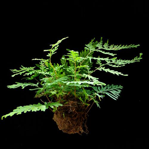 吸水石植物苔藓卷柏附石菖蒲客厅盆景假山水陆缸雨林造景绿植包邮