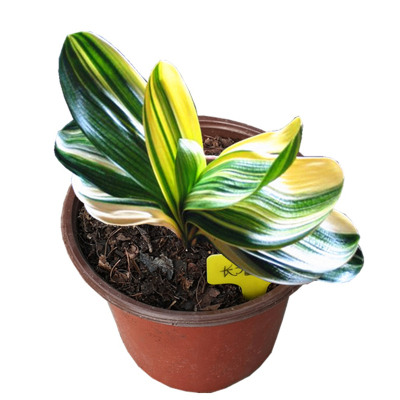 长春名贵君子兰精品宽叶彩兰王短叶金丝盆栽鸳鸯油麻彩覆轮瓷白苗