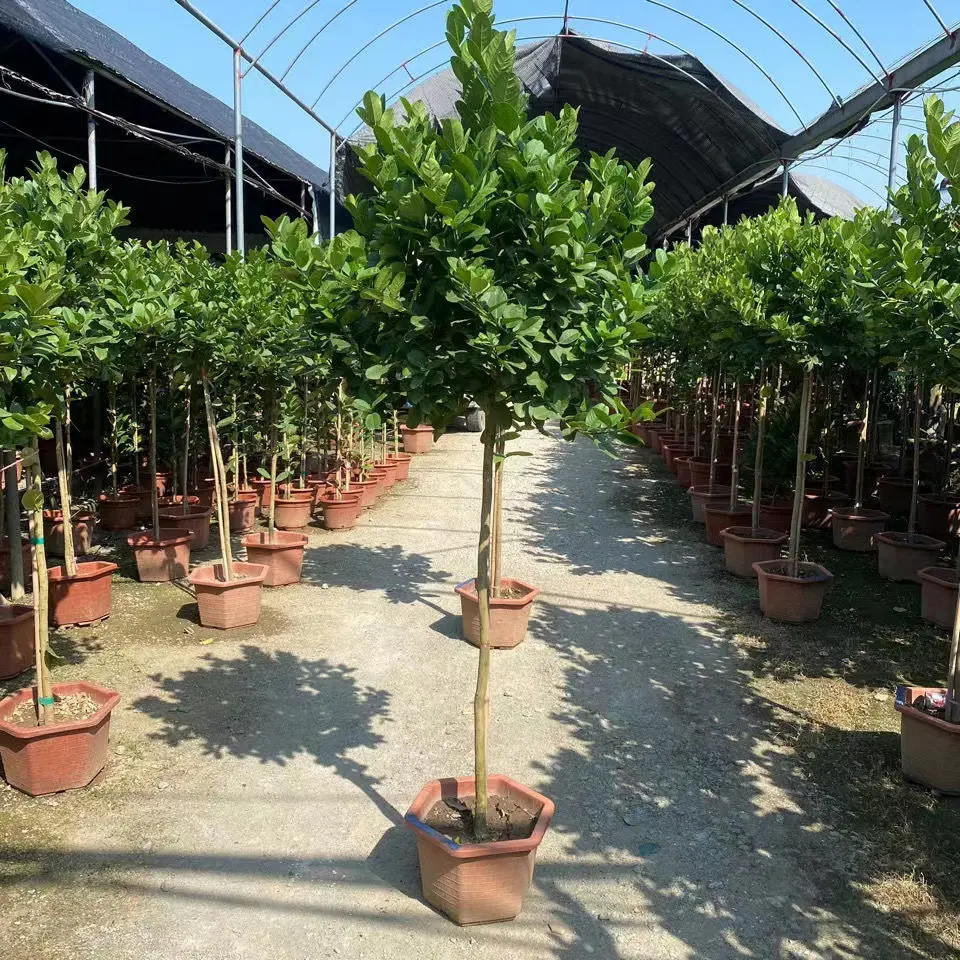 四季柠檬树包邮阳台带果花苞庭院植物水果树室内