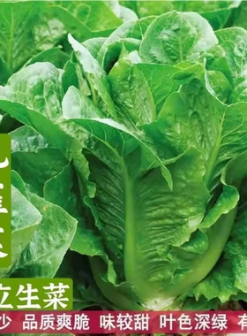 高钙孔雀菜种子罗马菜种籽沙拉生菜种子四季阳台更快更好吃不易老