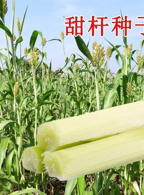 冰糖甜杆种子正宗超甜新鲜甘蔗种子甜高粱种子正品老品种甜杆水果