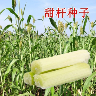 冰糖甜杆种子正宗超甜新鲜甘蔗种子甜高粱种子正品老品种甜杆水果