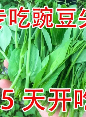 无须豌豆尖种子豌豆苗种子四季易种阳台盆栽芽苗菜春秋播蔬菜种子