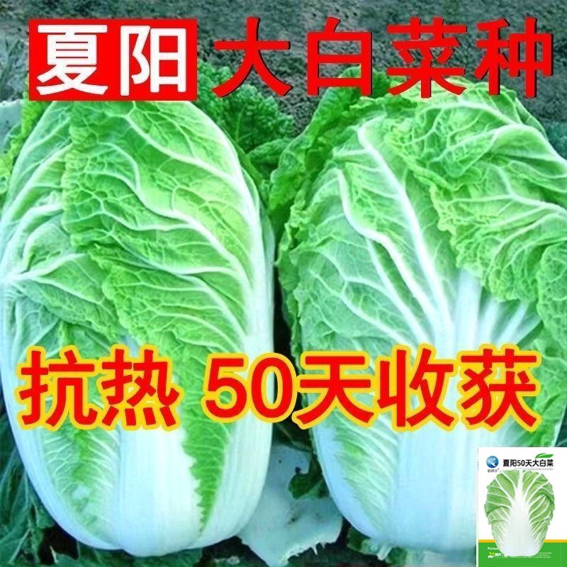 夏阳大白菜种子夏播抗热50天结球白菜种子春夏秋季耐热蔬菜种子