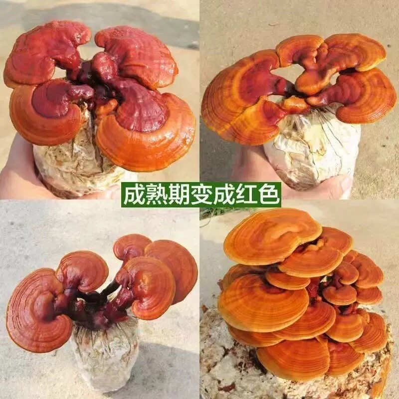 灵芝菌包灵芝菌种好养超耐寒不怕热室内好养招财植物桌面植物