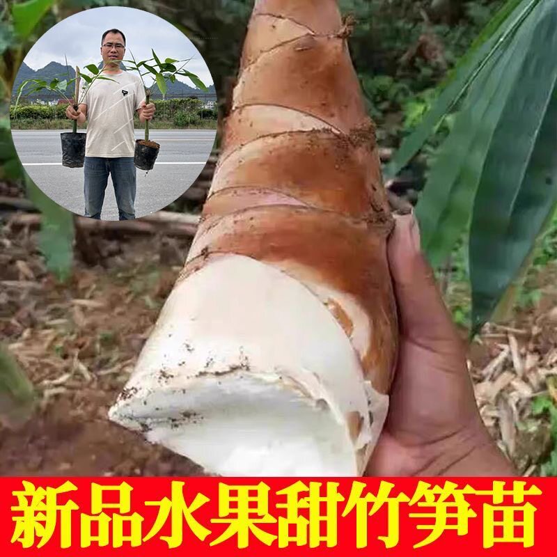 水果甜竹笋食用竹笋种植苗麻竹笋苗大头竹子苗楠竹巨龙竹四季耐寒图片