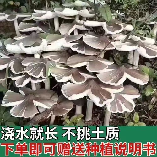 鸡枞菌新鲜高产菌伞把菇三塔菌原种菌种鸡肉菌草菇香草菇四季可种