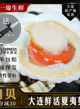 大连鲜活扇贝超大夏夷贝