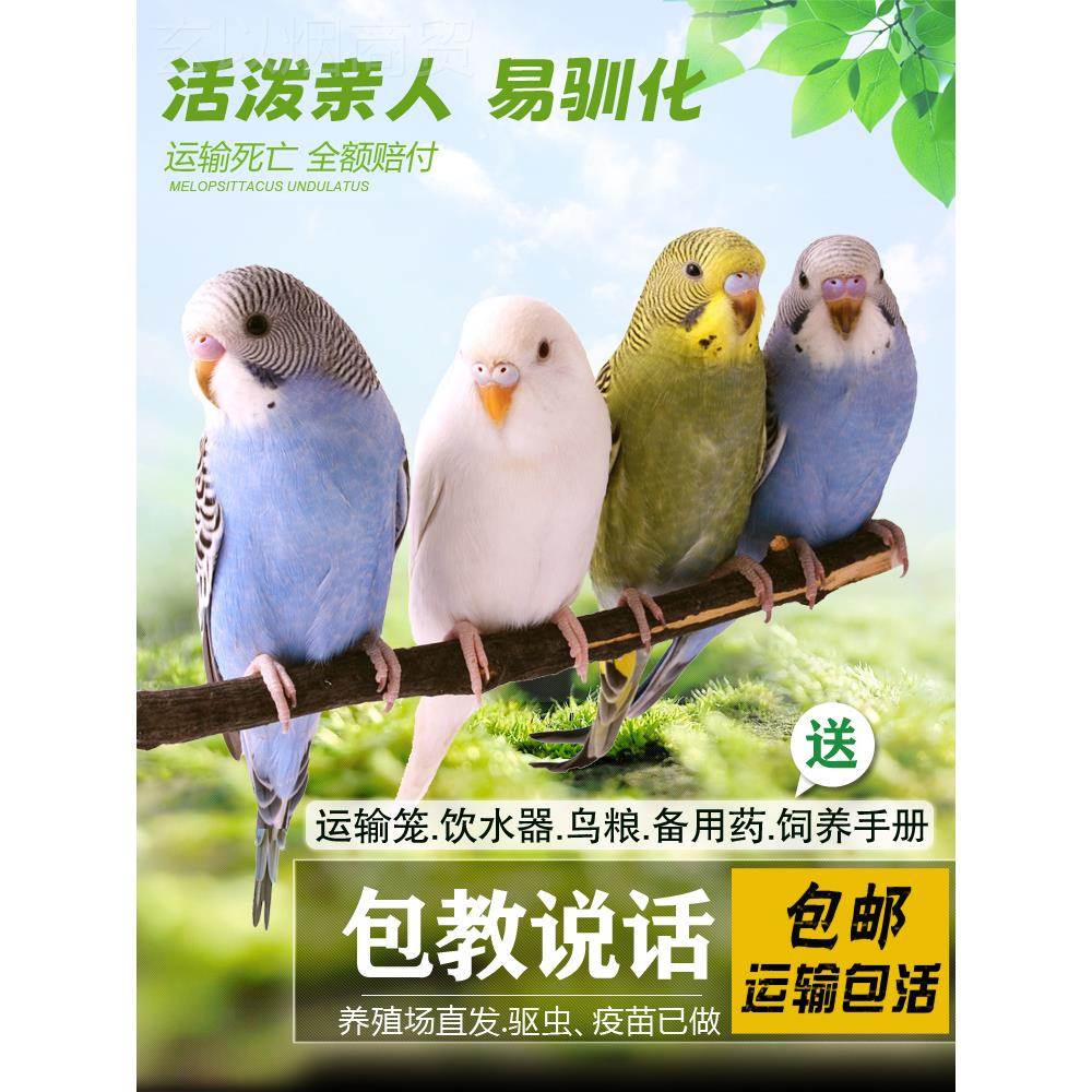 体鹦鹉小活鸟活物玄风鸟云斑鹦鹉中型会说话鹦75069鹉活物宠物虎图片