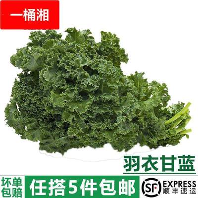 甘兰500包邮件51嫩叶榨汁健身羽衣甘蓝新鲜蔬菜散装