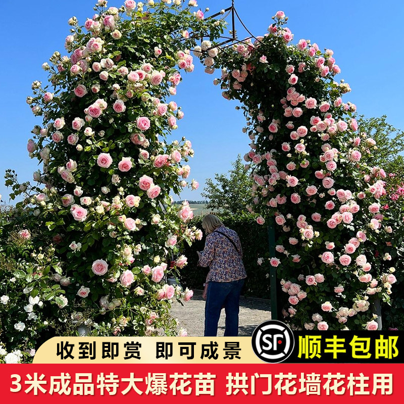 龙沙宝石藤本月季爬藤蔷薇特大苗浓香多季勤开庭院别墅玫瑰花植物