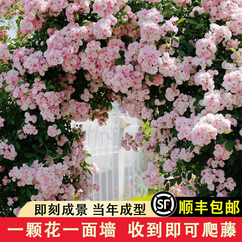 群舞月季爬藤清新粉色枝条日本无刺蔷薇长势快抗病好养勤花玫瑰苗