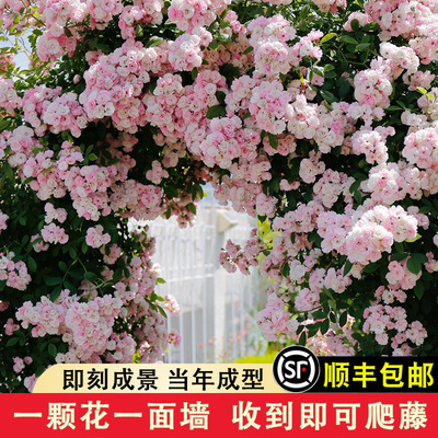 新品爬藤花量大营养土原盆原土发