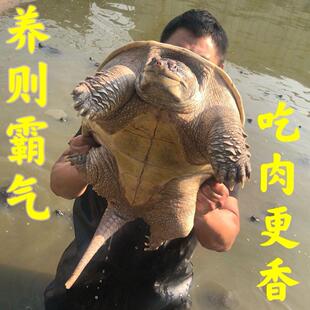 北美鳄龟大鳄龟食用鳄龟活物食用龟大龟佛罗里达鳄龟肉龟食用观赏