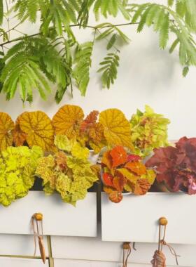 橙色系秋海棠 王先森的花园 室内网红植物观叶盆栽